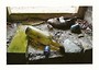 Brignant (Ceredigion) - Greetings Card