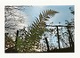Fern, Hafod (Ceredigion) - Greetings Card