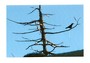 Crow, Hafod (Ceredigion) - Greetings Card