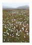 Cotton Grass (Ceredigion) - Greetings Card