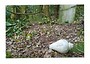 Gellideg (Carmarthenshire) - Greetings Card