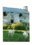 Sheep & Ruin (Ceredigion) - Greetings Card